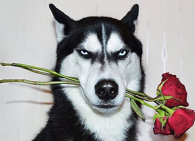 Foto: Reprodução/Instagram/huskyanuko