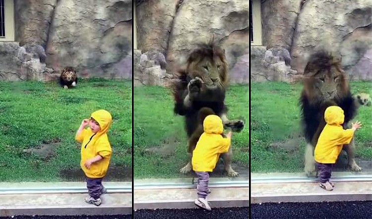 Leão ataca criança em zoo, mas esbarra contra vidro.