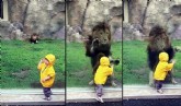Leão ataca criança em zoo, mas esbarra contra vidro.